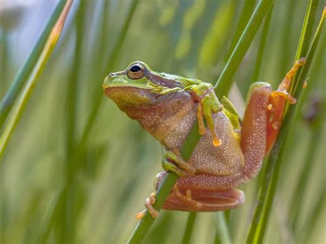 frog ass|Frog Butt: Everything There is to Know .